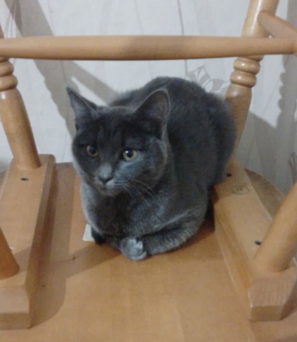 Отдам даром котят и маму