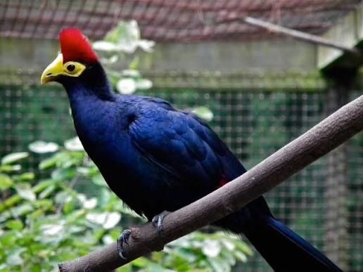 Turaco pasari exotice