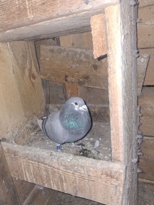 Vând 3 femele voiajor