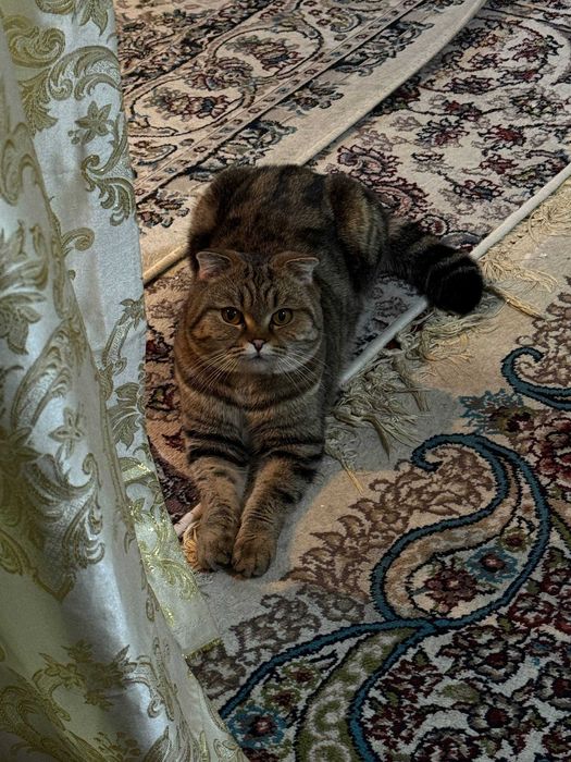 Отдадим кошку в добрые руки