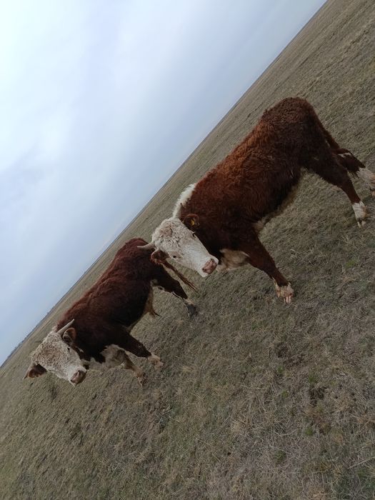 Қысыр қашар сатылады