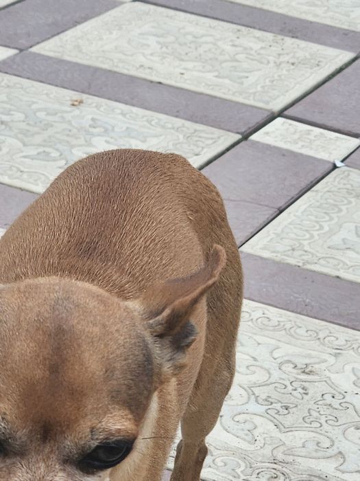 Потерялась собака Жанатурмыс.