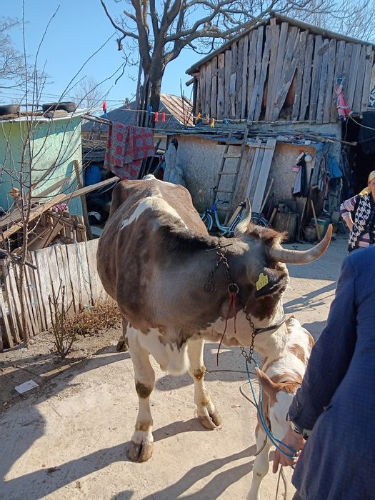Vand vaca cu vițel