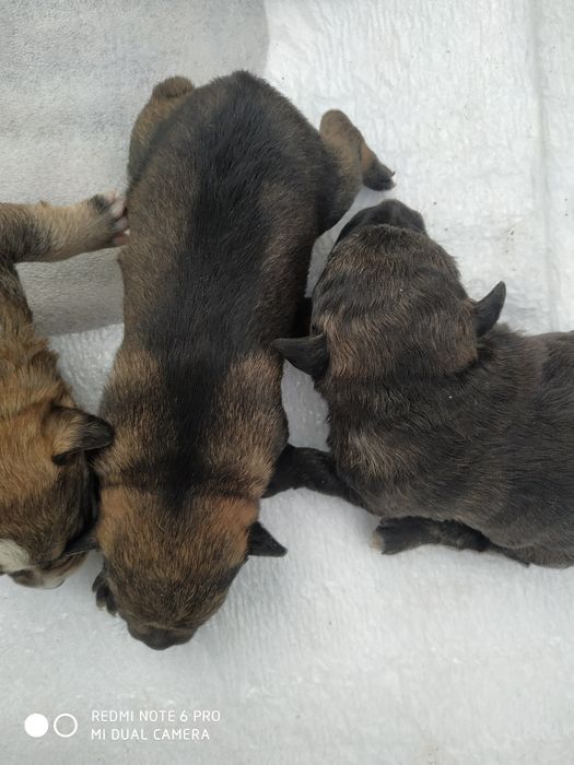 Отдам собачек в хорошие руки