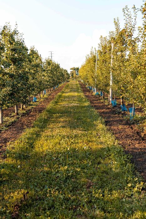 Продава се Земеделски имот в с. Братово, Област Бургас -  кв.м за 9211 €/дка - Снимка #15