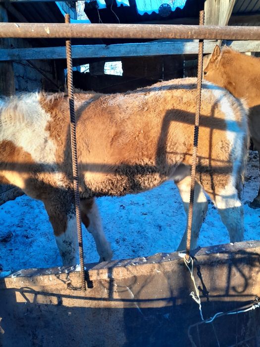 Лошади с откорма в Караганде