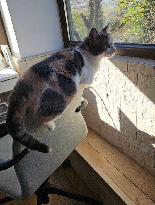 подарявам котенце варна