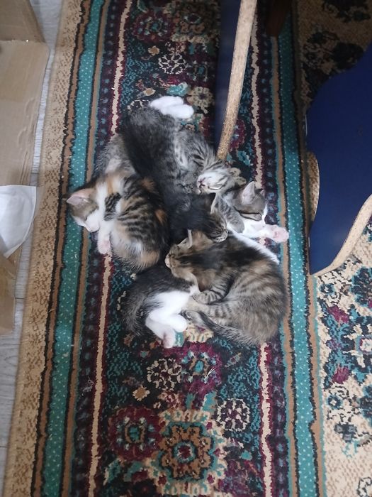 Объектілерден алынған конкрециялар