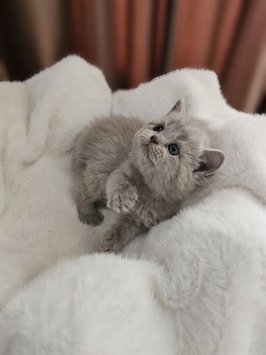 Британские малыши котята