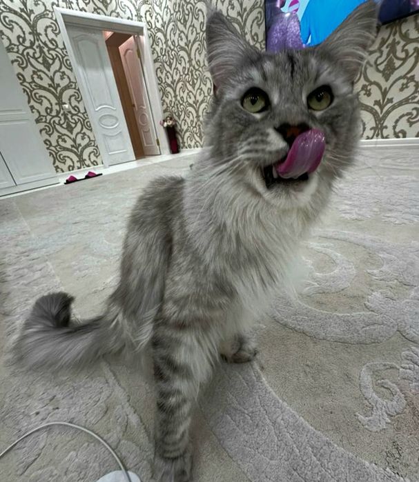 Продам британских котят!