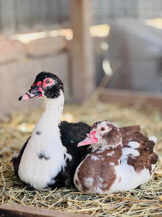 Индаутка сатылады