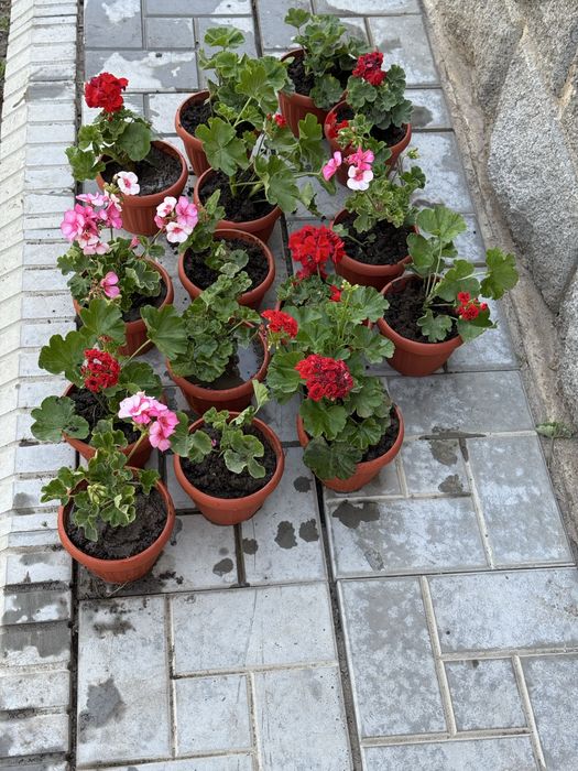 Цветы Герань- 700 тенге