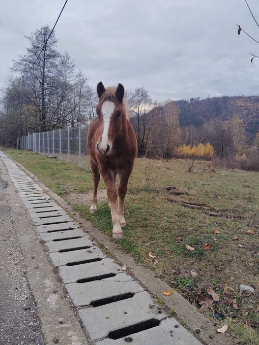 Mânz de vânzare!! Armăsar