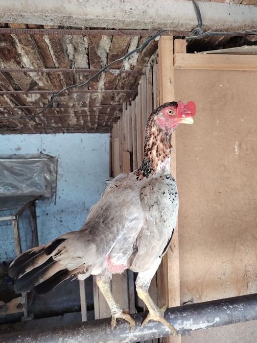 Бойцовский жұмытрка яйца