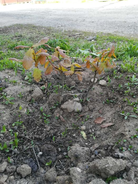 Рассады дерева Дуба, семена дерева Катальпы