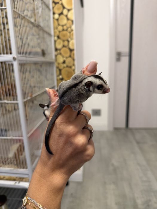 Sugar glider veverita zburatoare
