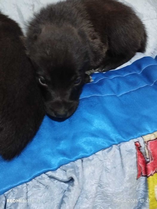 продам очаровательных малышей