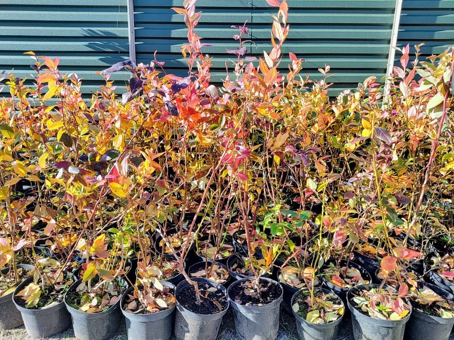 Vand puieti de smochini altoit i și afine la ghiveci