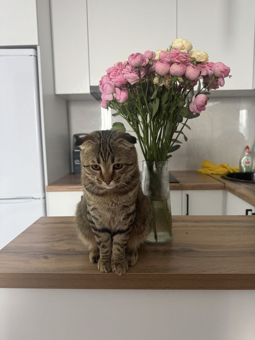 Пропал кот не пройдите  мимо