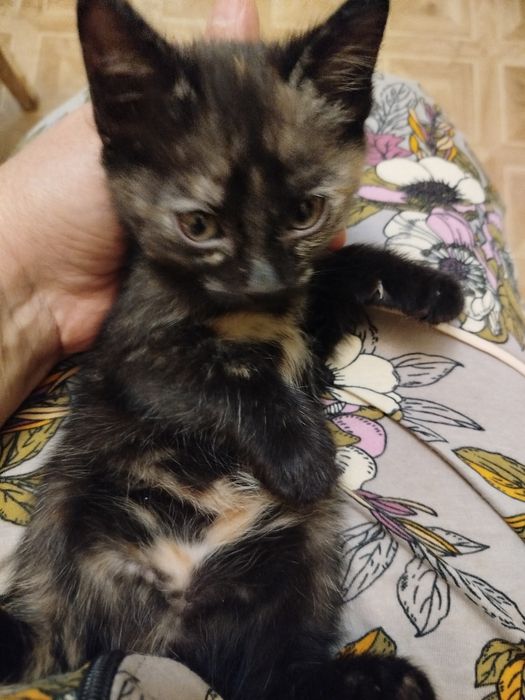 Котенок девочка в добрые руки