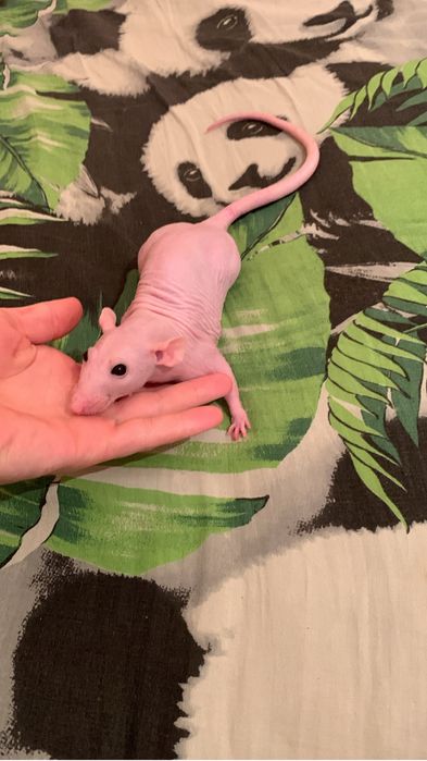 крыски сфинксы дамбо и обычные