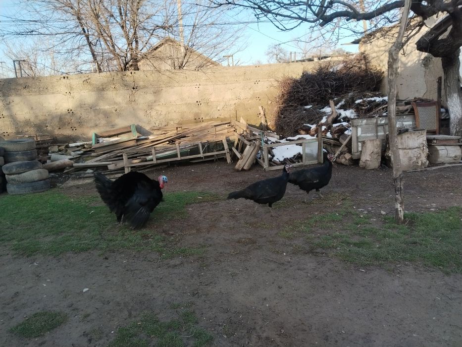 Ундык сатылады  ек мекен мен