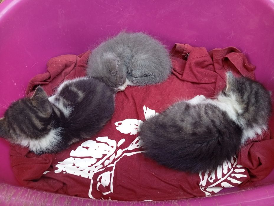 Подарявам малки котенца