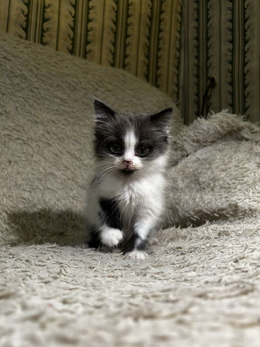 Котенка отдам в добрые руки