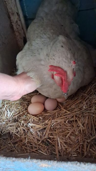 Инкубацыонные яйца