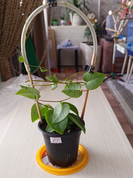 Продам комнатные растения