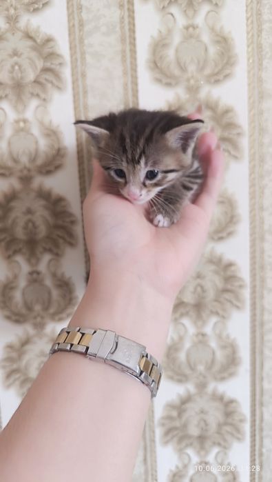 Продаются котята