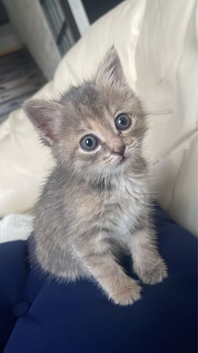 Отдам котенка в добрые руки ,потеряшка