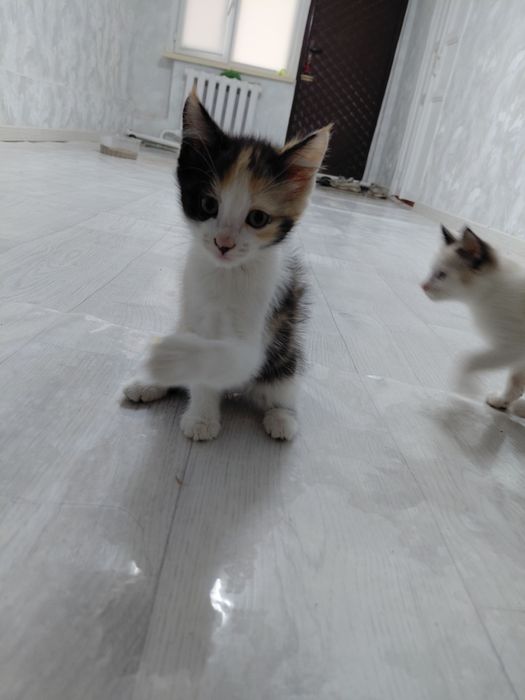 Кошки в хорошие руки