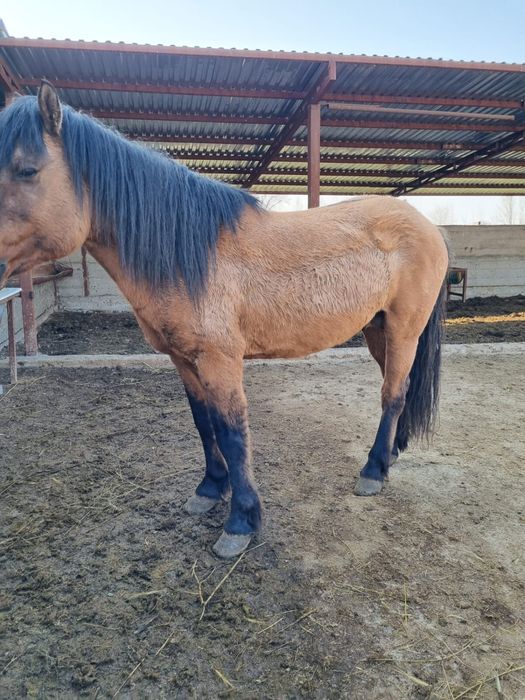 Айғыр 11жасар құла