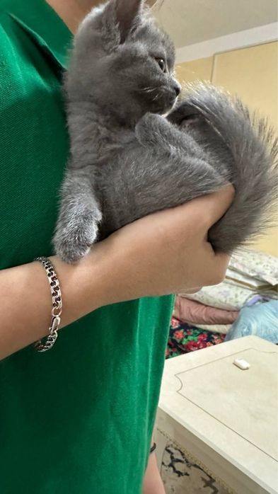 Продаются шотландские котята, сотилади