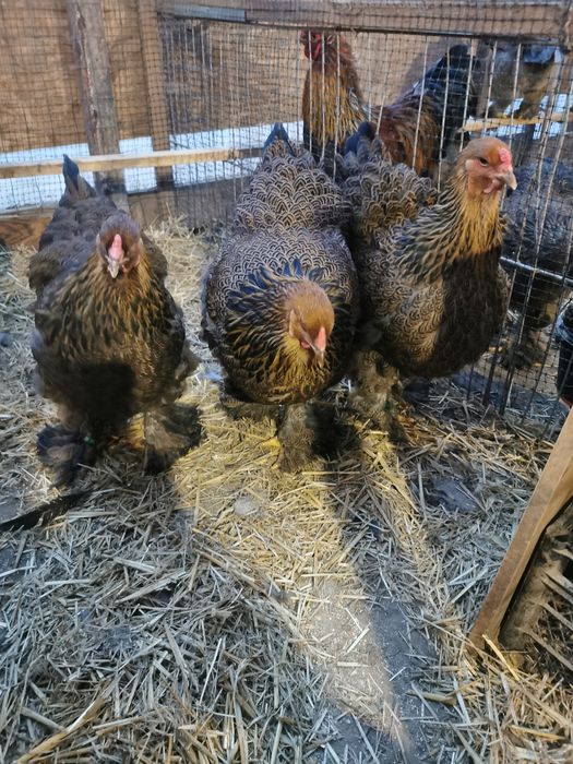 Vând ouă pentru incubat de brahma potarnichiu pe negru și pe albastru