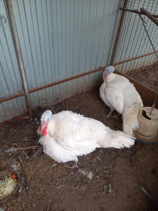 Продаются Индюки самцы