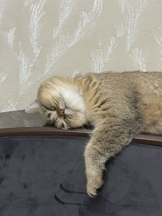 Золотистая шиншилла, кошка