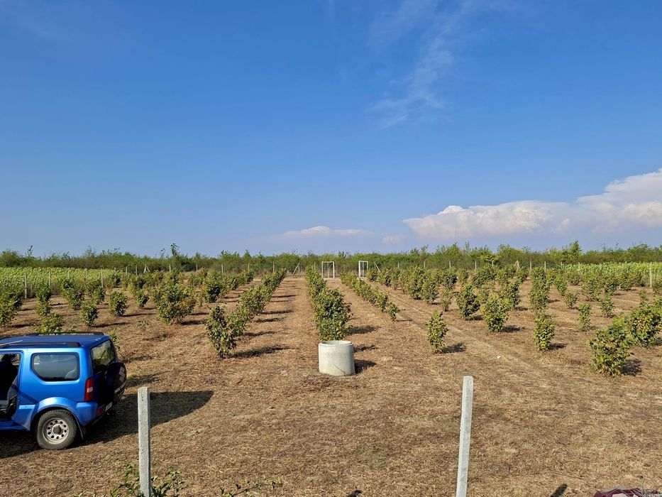 Plantație de zmeură, mure și aluni