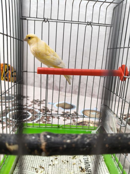 Продам самочек конореек