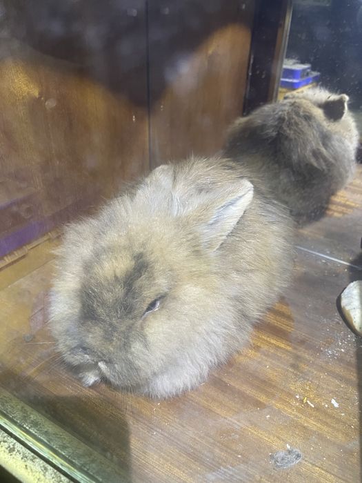 Кролики декоративные 2 шт