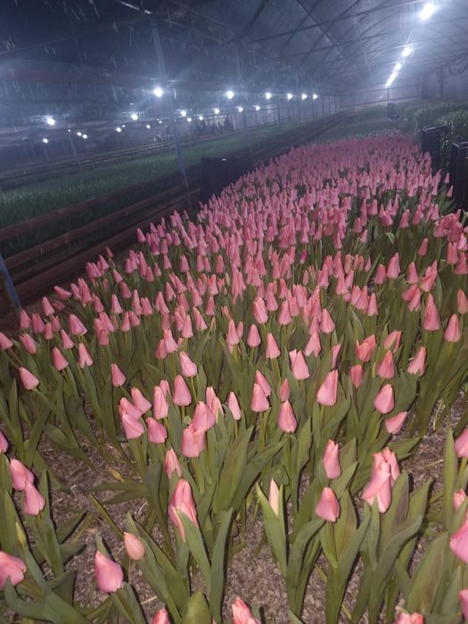 Тюльпаны отборные крупные