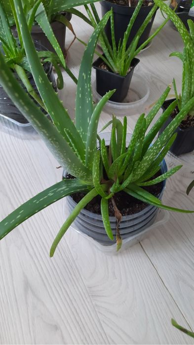 Алоэ лечебное растение