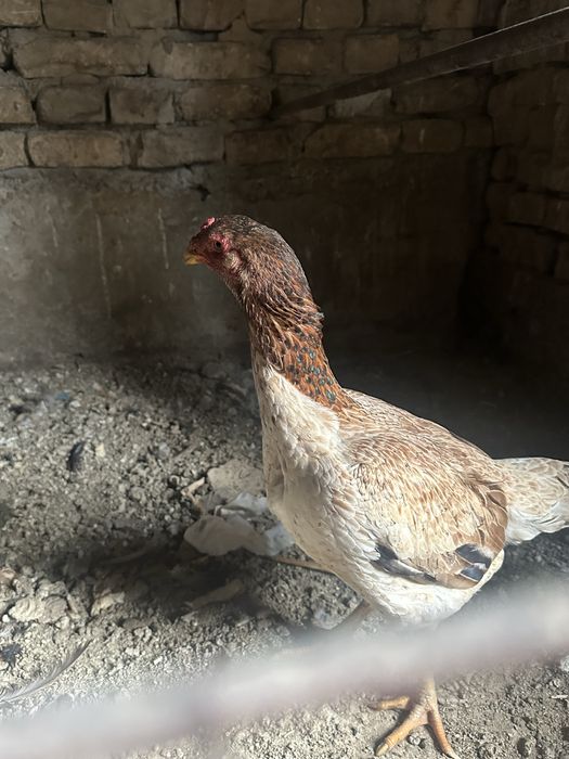 dakan tovuq daken makion