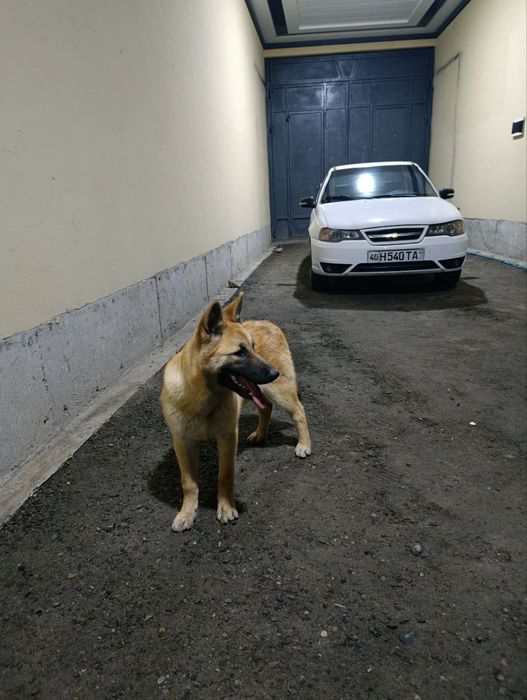 Belgiya avcharkasi kuchugi