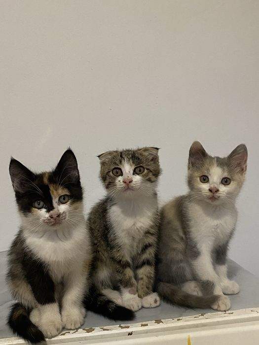 Котята отдам в добрые рук