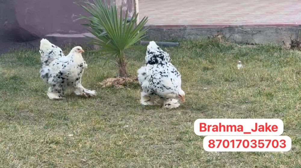 Брама Мрамор Далматинка