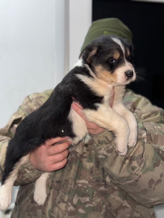 Төбет күшік ұрғашы