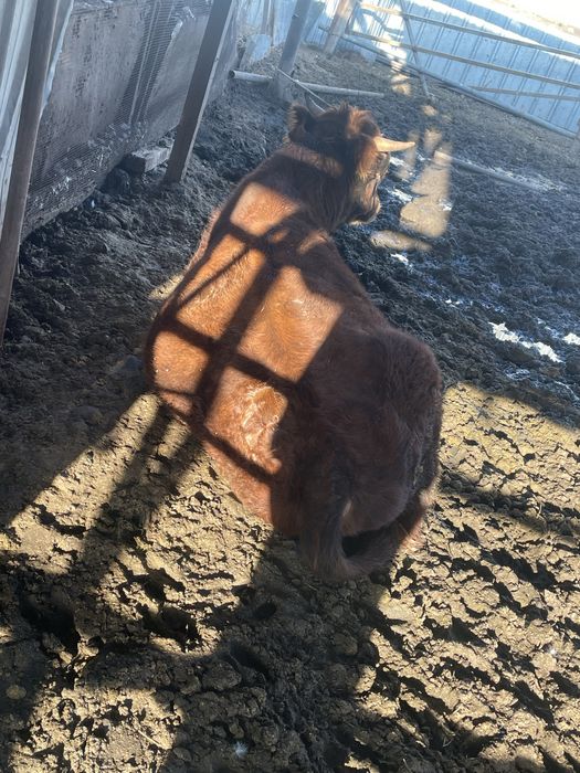 Продам хорошего быка