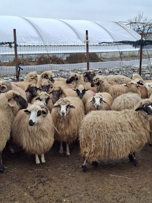 Vand 40 de oi tinere